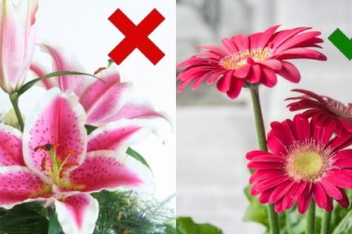 5 loại hoa nên bày lên bàn thờ để gia chủ may mắn