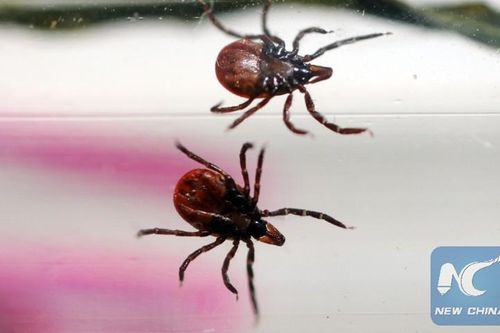 Trung Quốc: Virus từ bọ ve lây sang người, 60 người mắc bệnh, 7 người tử vong