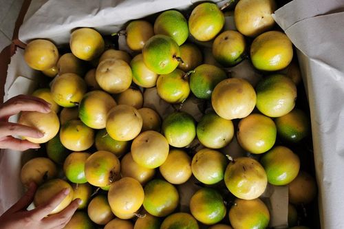 Chanh leo ngọt như mật, giá đắt gấp 3, góp tiền mua chung cả tạ