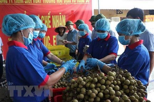 Thu hái nhãn chuẩn bị xuất lô hàng đầu tiên sang Australia, Singapore