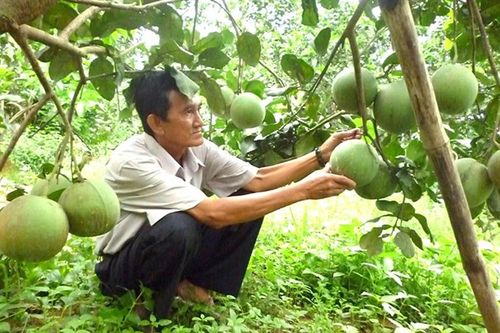 Bình Định: Tiếp tục xây dựng nhãn hiệu tập thể