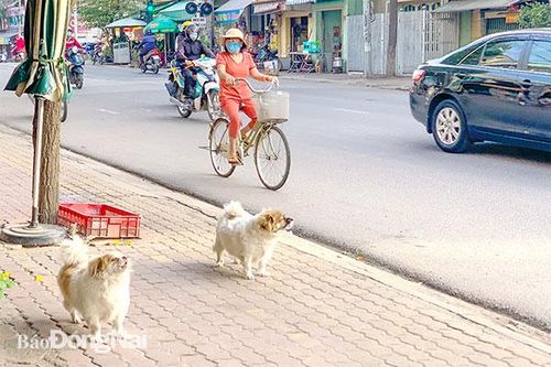 Chuyện nuôi thú cưng ở đô thị
