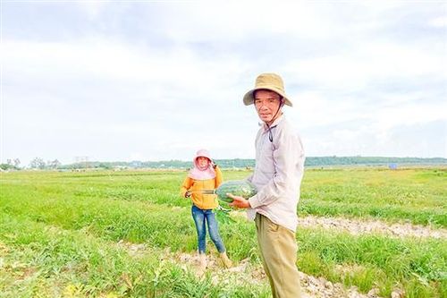 Người vận động dân làng trồng dưa hấu