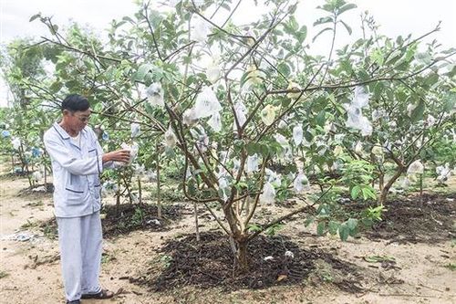 Lợi ích nhiều mặt từ mô hình nông - lâm kết hợp