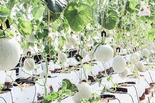 Khai thác tiềm năng, lợi thế vùng cát Gio Linh