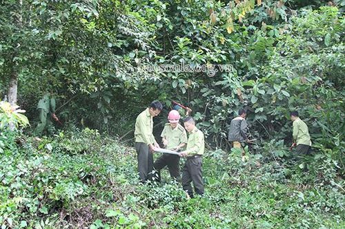 Đẩy nhanh tiến độ chi trả dịch vụ môi trường rừng