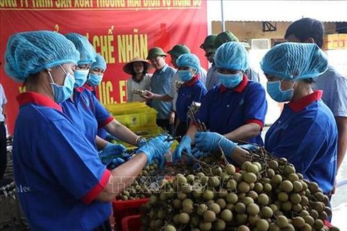 Hải Dương chuẩn bị xuất khẩu lô nhãn đầu tiên sang Australia và Singapore
