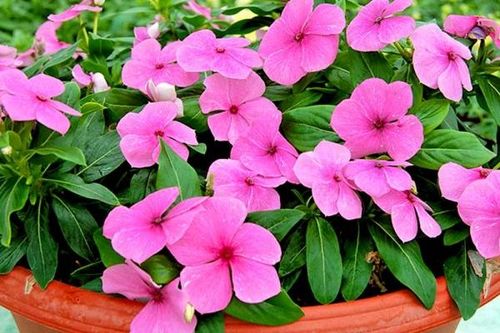 Một số bài thuốc từ cây dừa cạn