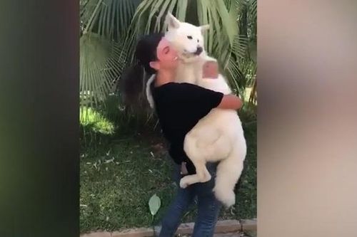 Những chú chó đoàn tụ chủ sau vụ nổ kinh hoàng ở Beirut