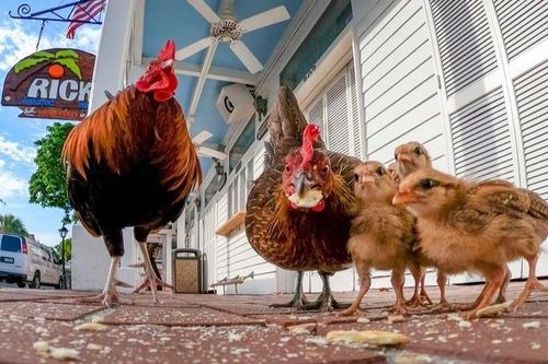 Hòn đảo Mỹ bị hàng nghìn con gà hoang xâm chiếm