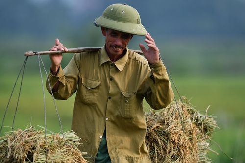 Việt Nam xuất khẩu gạo đứng thứ 2 thế giới