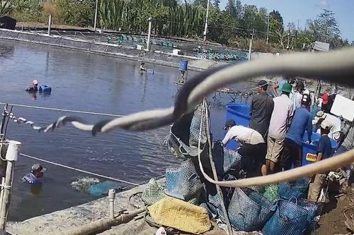 Đề nghị truy tố 20 bị can trong vụ dàn cảnh trộm tôm rúng động Cà Mau