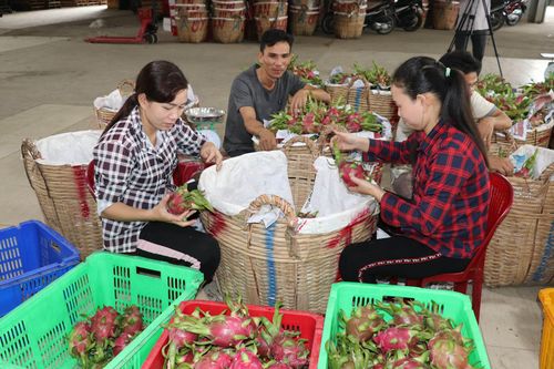 Doanh nghiệp Long An gặp khó trong bước đầu thực hiện Hiệp định EVFTA
