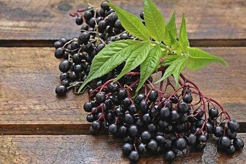 Tác dụng thần kỳ của quả cơm cháy trong việc chữa cúm