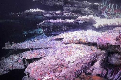 Phát hiện 'hồ gương' bí ẩn dưới vịnh California