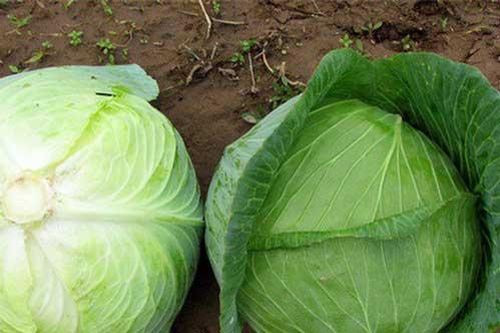 Mẹo nhận biết rau củ chứa nhiều hóa chất độc hại, chị em nên chú ý tránh mua nhầm