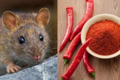 Dùng những loại gia vị quen thuộc trong bếp để đuổi chuột, sau 1 ngày cả đàn tự động 'chạy mất dép'