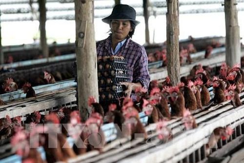 Ngành sản xuất thịt gà Thái Lan cắt giảm sản lượng do nhu cầu thế giới giảm