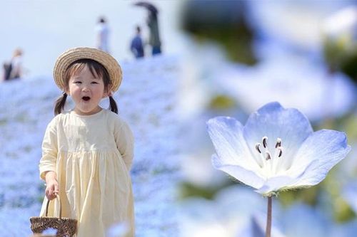 4.5 triệu bông hoa màu xanh đồng loạt nở bừng, người Nhật đua nhau đi chụp ảnh