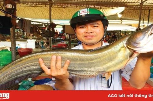 Nhớ thời 'về sông ăn cá…'