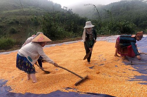 Mường Nhé nhân rộng các mô hình sản xuất hiệu quả