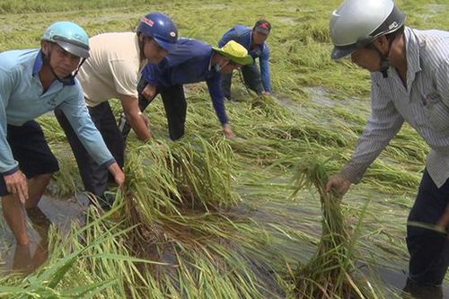 Hàng trăm hecta lúa hè thu bị ảnh hưởng do mưa bão
