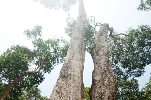Vùng đất dân leo cây cao chót vót hái thứ quả quý hay bay, chưa ra khỏi rừng đã có người chờ mua