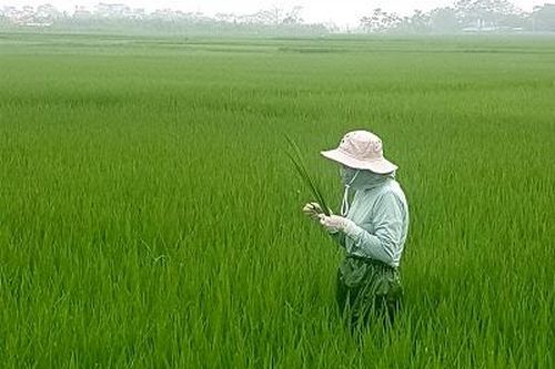 Hơn 3.200ha lúa nhiễm sâu cuốn lá