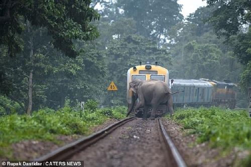 Đàn voi kéo nhau băng qua đường ray, cắt mặt đoàn tàu đang lao tới