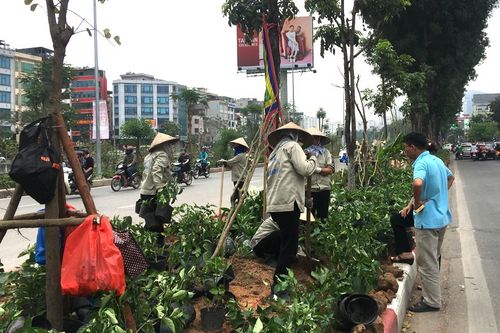 Hà Nội: Đã cắt tỉa 67.030 cây bóng mát