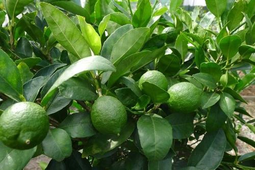 Cây chanh sát khuẩn, tiêu viêm