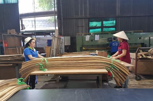 Không dung túng DN phá giá gỗ ván dán
