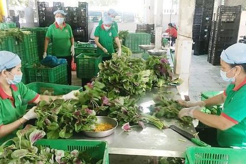 Hỗ trợ HTX trong mùa dịch Covid-19
