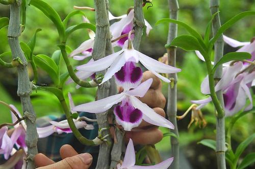 Vườn lan quý hiếm được chăm sóc, bảo vệ hơn cả kho báu