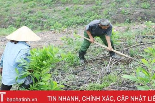Sau những cơn mưa, người dân Vũ Quang nhanh tay phủ xanh rừng keo