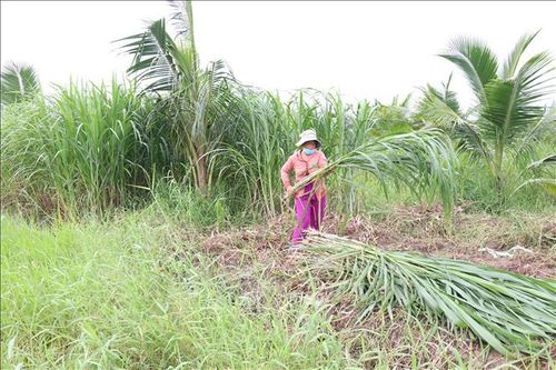 Hiệu quả cao từ mô hình nuôi bò kinh tế