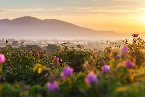 Tưởng rẻ nhưng những nguyên liệu làm nước hoa này còn đắt hơn vàng