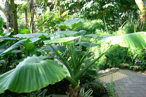 Sử dụng củ ráy chữa bệnh gout đơn giản và nhanh chóng ngay tại nhà