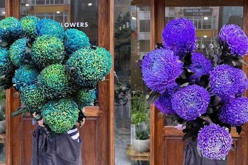Hoa cúc xanh khổng lồ đắt gấp 20 lần hàng chợ có gì đặc biệt mà gây 'sốt'?