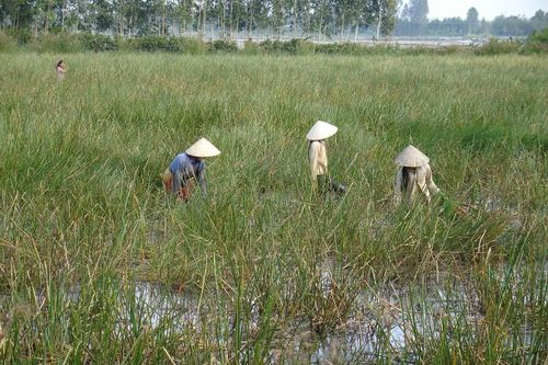 Trắm cỏ: từ cá 'ăn theo' thành mắm đặc sản