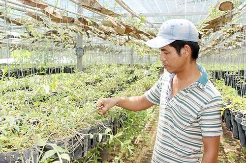 Vườn lan tiền tỷ của chàng trai gốc thủ đô