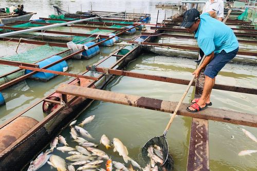 Xác định nguyên nhân khiến cá bè chết đồng loạt trên sông Đồng Nai