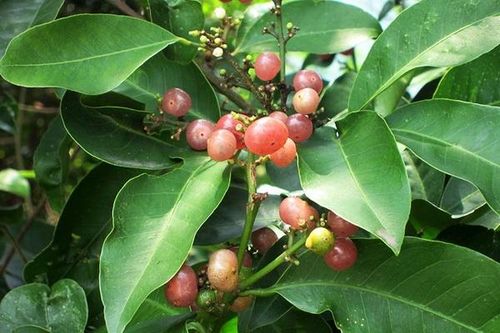 Trị viêm khớp dạng thấp bằng thuốc Nam