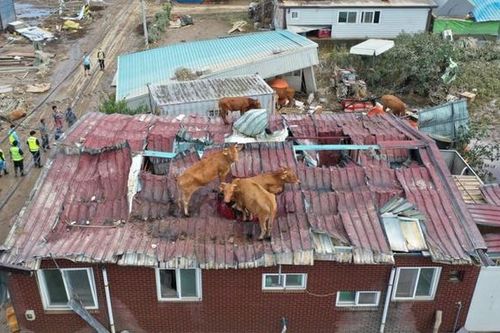 Bò mắc kẹt trên mái nhà khi mưa bão gây ngập lụt nặng ở Hàn Quốc