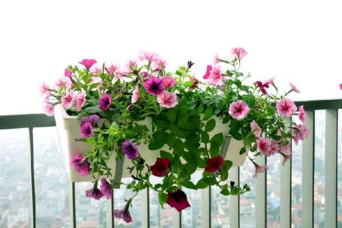 Nên trồng loại cây nào trên ban công để hợp phong thủy?