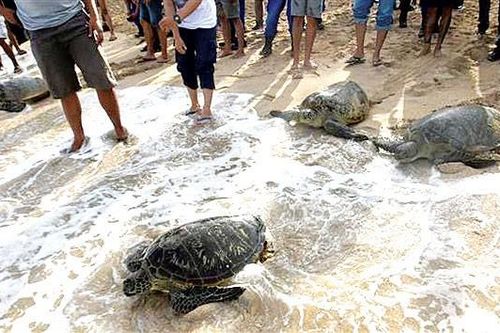 Indonesia thả hơn 10.000 rùa con về đại dương