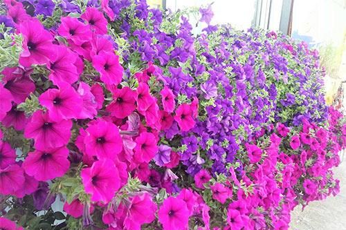 Các loài hoa trồng ở ban công đẹp nhất được mọi người lựa chọn để nhà mình nổi bật nhất khu phố