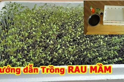 Lấy giấy ăn trồng rau mầm theo cách này cực đơn giản, chỉ 7 ngày sau rau mọc um tùm, xanh mướt