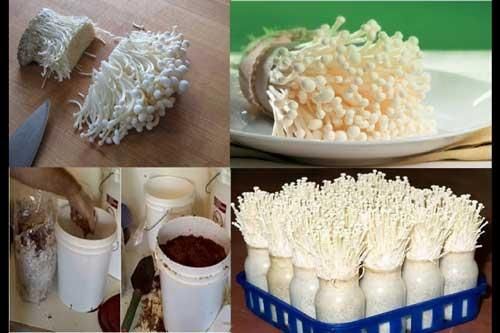 Mách bạn 2 cách tự trồng nấm kim châm tại nhà đơn giản, chỉ 2 tuần là 'ăn đã đời'