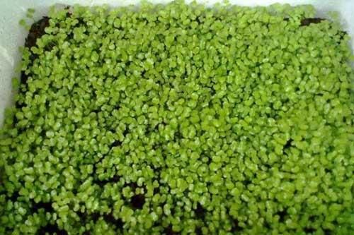 Hướng dẫn cách trồng rau mầm mè đen tươi ngon, đơn giản tại nhà